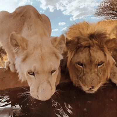 Two Lions Drinking From Puddle GIF