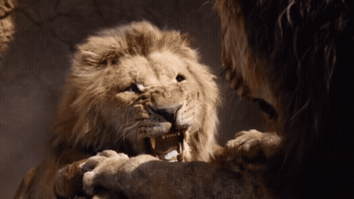 Two Lions Looking At Each Other Mouths Open GIF