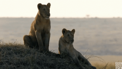 Two Lions Sitting On Top Of A Grassy Hill With Bbc America Written On The Bottom GIF