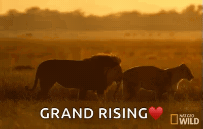 Two Lions Standing In Field GIF