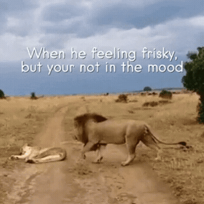 Two Lions Walking Down Dirt Road GIF