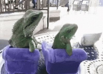 Two Lizards In Purple Pots With Purple Covers GIF