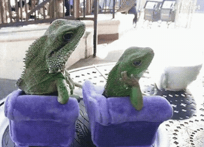 Two Lizards Sitting On Purple Chairs GIF