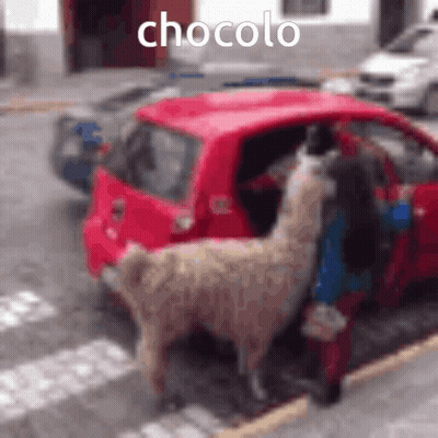 Two Llamas Are Standing Next To A Red Car With The Word Chocolo Written Above Them GIF
