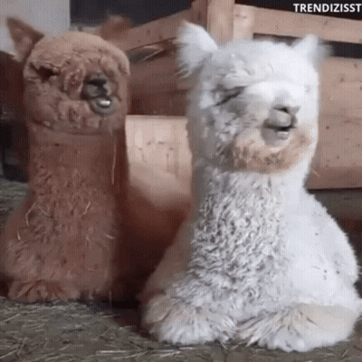 Two Llamas Sitting Next To Each Other With Their Eyes Closed . GIF