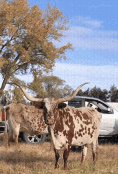 Two Longhorn Cows Standing In A Field With A White Truck In The Background GIF