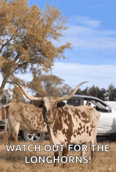 Two Longhorn Cows Standing In A Field With The Words " Watch Out For The Longhorns " On The Bottom GIF