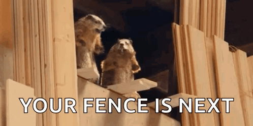 Two Meerkats Are Standing On Top Of A Wooden Fence With The Words `` Your Fence Is Next '' Written Above Them . GIF