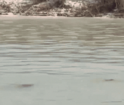 Two Men Are Standing In A Body Of Water Saluting Each Other . GIF