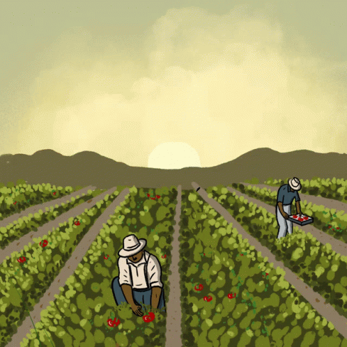 Two Men Picking Tomatoes In A Field With The Sun Behind Them GIF
