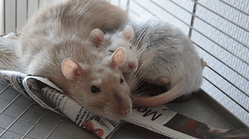 Two Mice On Newspaper Saying Mom GIF