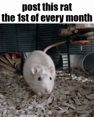 Two Mice On Newspaper Saying Mom GIF