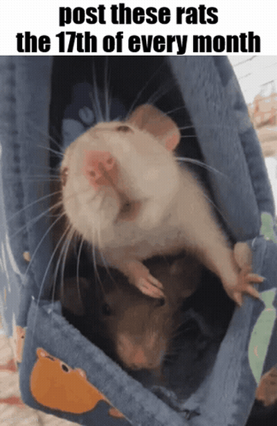 Two Mice With Post These Rats Caption GIF