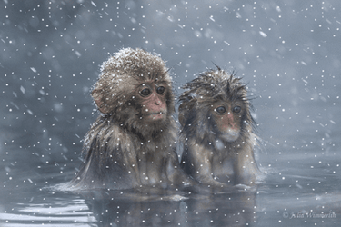 Two Monkey Swimming While Snowing GIF