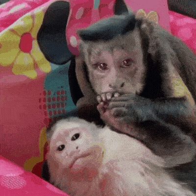 Two Monkeys Are Laying On A Pink Blanket And One Is Holding Another 'S Foot GIF