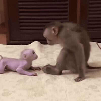 Two Monkeys Are Playing With Each Other On A Blanket GIF