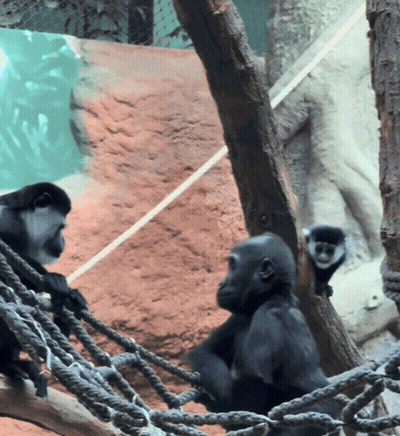 Two Monkeys Are Sitting In A Rope Hammock GIF