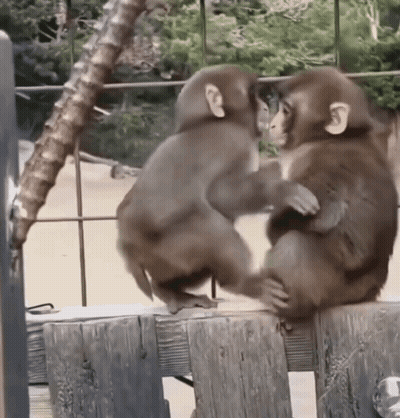 Two Monkeys Are Sitting On A Wooden Fence And Looking At Each Other GIF