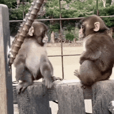 Two Monkeys Are Sitting On A Wooden Fence And Talking To Each Other . GIF