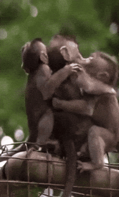 Two Monkeys Hugging On Tree Branch GIF