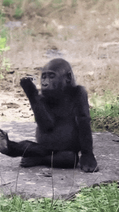 Two Monkeys Hugging Welcome Home GIF