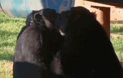 Two Monkeys Kissing Each Other GIF