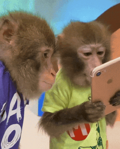 Two Monkeys Looking At Phone One Wearing Ao Shirt GIF