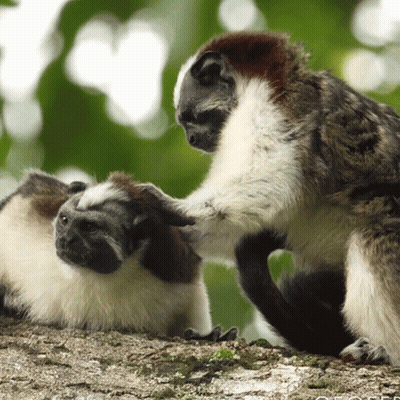 Two Monkeys Playing On Rocky Surface GIF