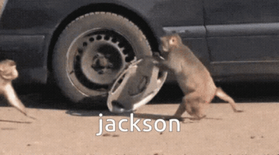 Two Monkeys Playing With Car Wheel Jackson GIF