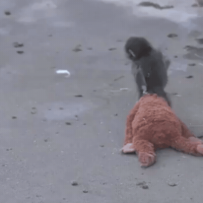 Two Monkeys Playing With Teddy Bear GIF