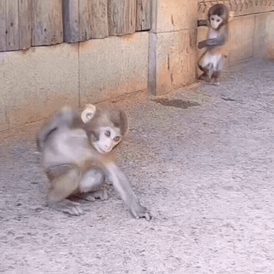 Two Monkeys Standing Together GIF