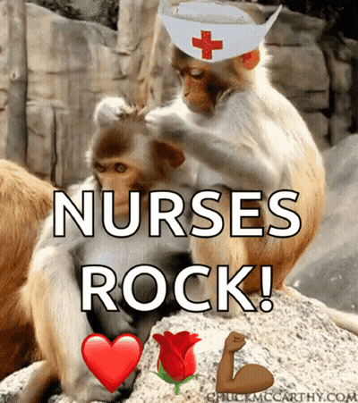 Two Monkeys With Nurses Rock GIF