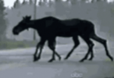 Two Moose Walking Down A Road With Abc Written On The Bottom Right GIF