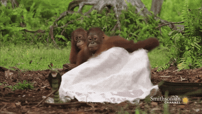 Two Orangutans Are Laying On A White Blanket With The Smithsonian Channel Written On The Bottom GIF