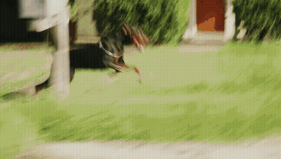 Two Orangutans Hugging In Case You Didn't Know GIF