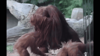 Two Orangutans Playing With Each Other In A Zoo Enclosure GIF
