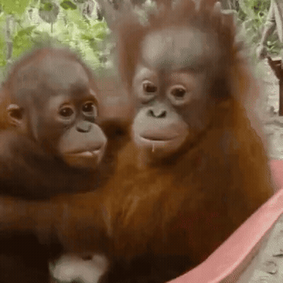 Two Orangutans Sitting In Pink Tub GIF