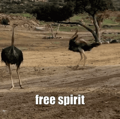 Two Ostriches Are Standing On A Dirt Road With The Words Free Spirit Written Above Them GIF
