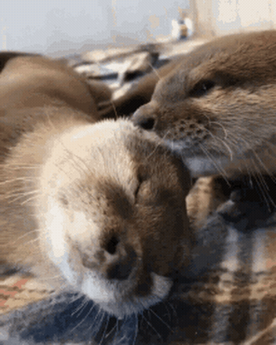Two Otters Are Laying Next To Each Other On A Blanket And One Is Licking The Other 'S Nose . GIF