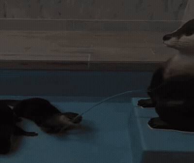 Two Otters Playing In Pool GIF