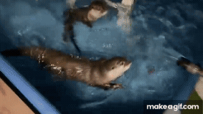 Two Otters Swimming In Pool One Looking At Camera GIF