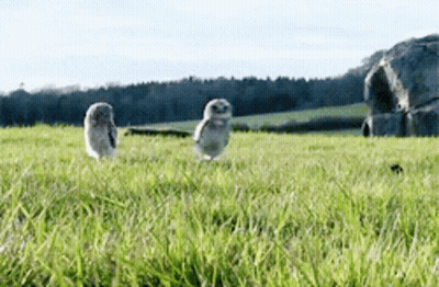 Two Owls Are Standing In A Grassy Field With Rocks In The Background GIF