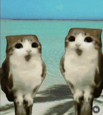 Two Owls Are Standing Next To Each Other In Front Of A Body Of Water And A Percentage Sign GIF