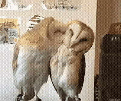 Two Owls Are Standing Next To Each Other In Front Of A Sign That Says Feeding The Birds GIF