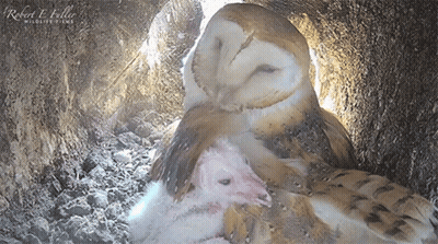 Two Owls Sitting In A Cave With Robert E. Fuller Wildlife Films GIF