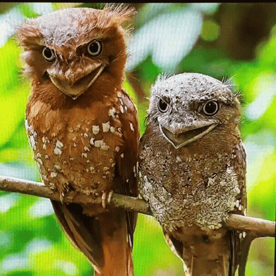 Two Owls Sitting On Branch With Mouths Open GIF