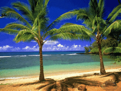 Two Palm Trees On A Tropical Beach With A Blue Sky GIF