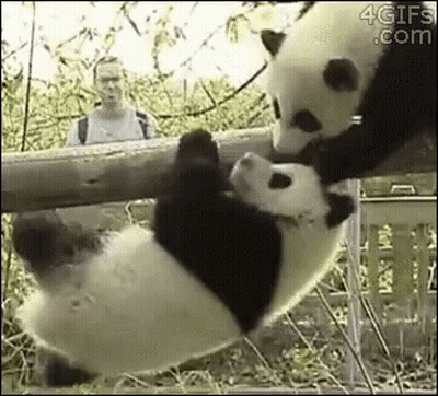 Two Panda Bears On Tree Branch GIF