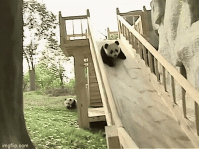 Two Panda Bears Playing On Wooden Slide GIF