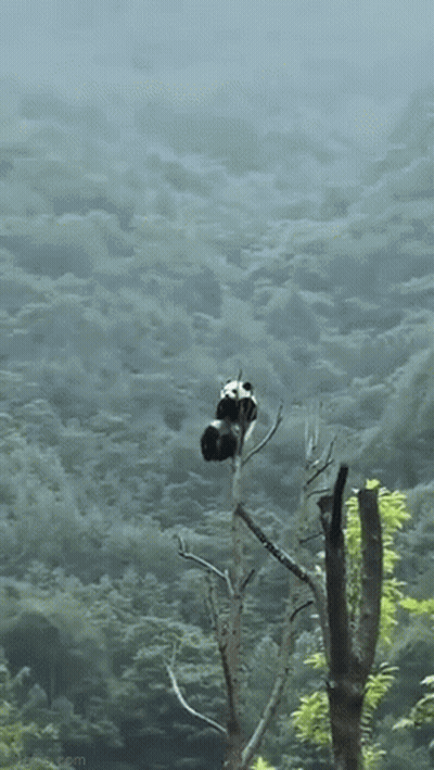 Two Panda Bears Sitting On Tree Branch GIF